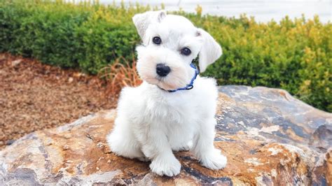 Miniature schnauzer dog, how long do they live, how big they get, are they hypoallergenic. SO CUTE! White Miniature Schnauzer Puppy in Training ...