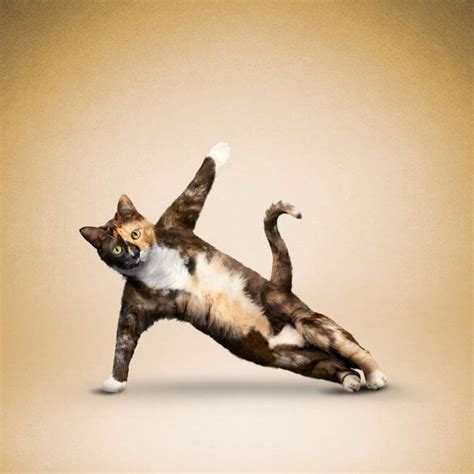 These Animals Doing Yoga Will Bring You Inner Peace