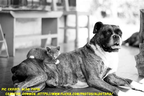 It can produce 2.5 stacks of wheat in a single grow cycle. How long does it take for a boxer to give birth? - Boxer ...
