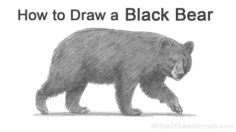 Details 71 Black Bear Sketch Latest Vn