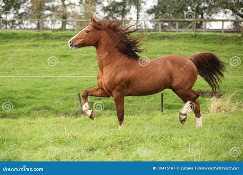 Nice Chestnut Welsh Pony Stallion Running On Pasturage Stock Image
