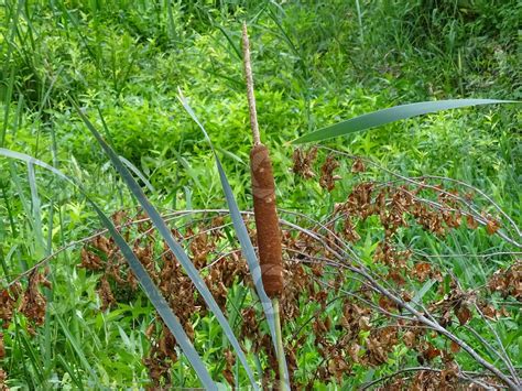 typha latifolia lisca maggiore typha latifolia lisca maggiore typha tifa piante