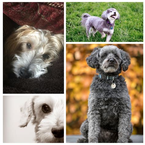 Schnoodle The Complete Guide To The Poodle Schnauzer Mix Breed