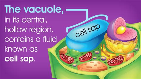 Vacuole Structure Biology Wise