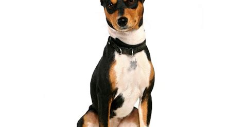 Dog Basenji Traits Characteristics And Origin