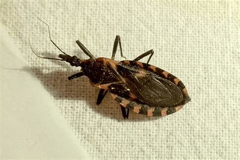 This Deadly Kissing Bug Has Been Mostly Ignored It Shouldnt Be