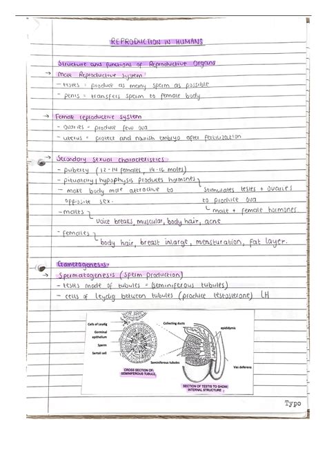 Summary Human Reproduction Notes Grade Ieb Life Sciences Stuvia Sa