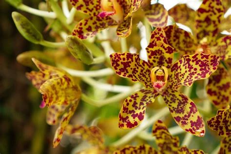 Types Of Orchids With Pictures And Care Tips Petal Republic