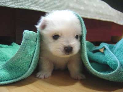 Cats for sale for sale in new zealand. ANIMALS PLANET: Puppies