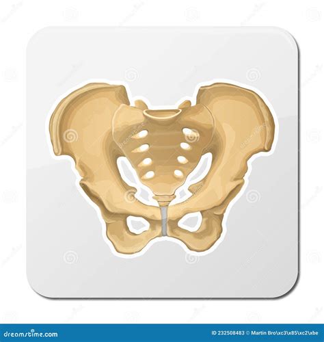 Pelvis Human Skeleton Pelvic Bone Anatomy Hip 3d Artwork Stock