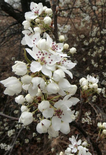 Post pictures of a tree, let us id. White flowering trees abound | Outdoors | tulsaworld.com