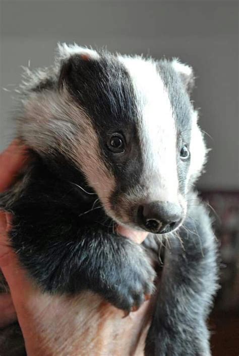 Baby Badger Baby Badger Honey Badger Animals And Pets Funny Animals