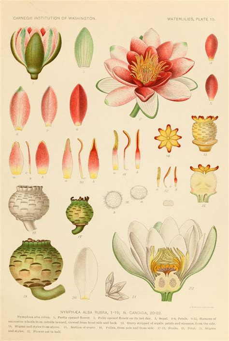 The Waterlilies Biodiversity Heritage Library Scientific