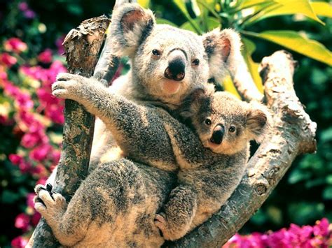 Babies And Beautiful Mom Baby Koala