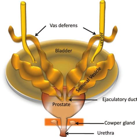 Anatomy Of The Prostate And Seminal Vesicles At Transrectal US A C Download Scientific