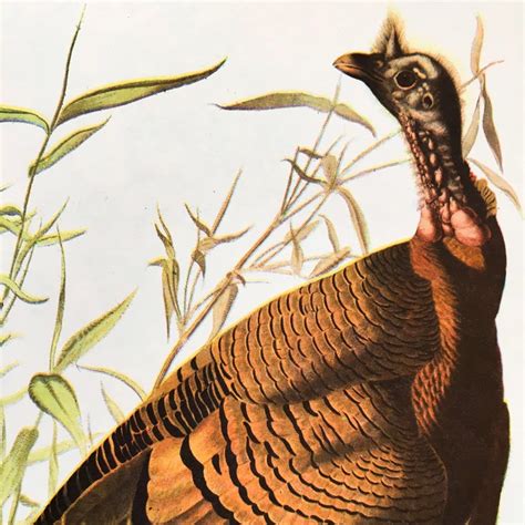 vintage wild turkey bookplates john james audubon s birds of america in the vintage kitchen