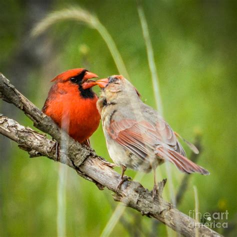Northern Cardinal Male And Female Photograph By Ronald Grogan Pixels