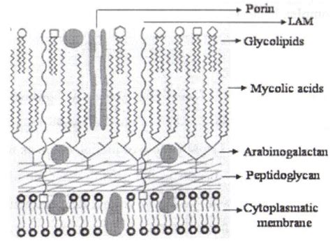 General Schematic Representation Of Mycobacterial Cell Wall Structure