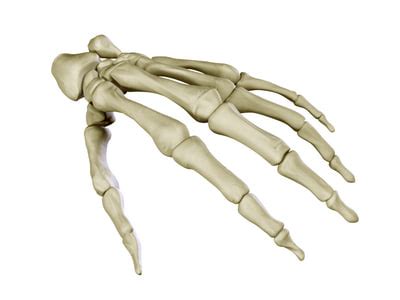 Maybe you would like to learn more about one of these? 3ds max hand skeleton