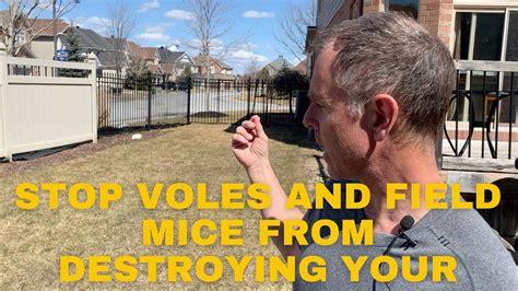 Get Rid Of Voles Field Mice And Fix The Damage They Do To Your Lawn