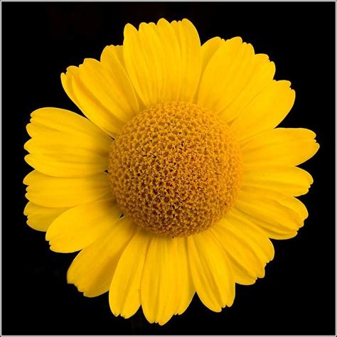 38 Best All Things Yellow Images On Pinterest Yellow
