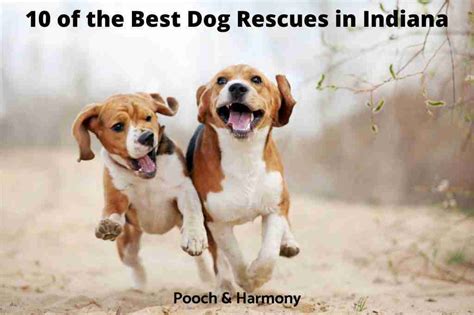 10 Of The Most Popular Dog Rescues In Indiana Pooch And Harmony