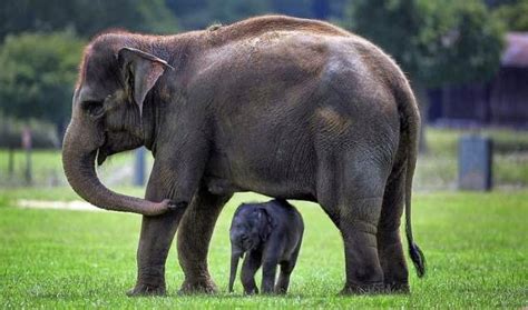 Gajah Sumatera Hewan Unik Khas Sumatera Plh Indonesia
