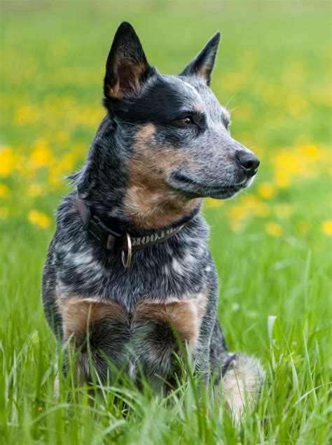 Cool Dog Breeds Discover Ten Of The Coolest Breeds Of Dog