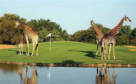 To set up a free surrogate consult. Golf in South Africa | Paul Jansen: Golf Architect and ...