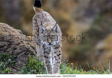 Lynx Stalking Position Stock Photo 564194545 Shutterstock
