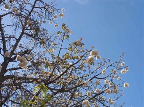 How Cotton Grows On Trees And How Long It Takes Tree Journey