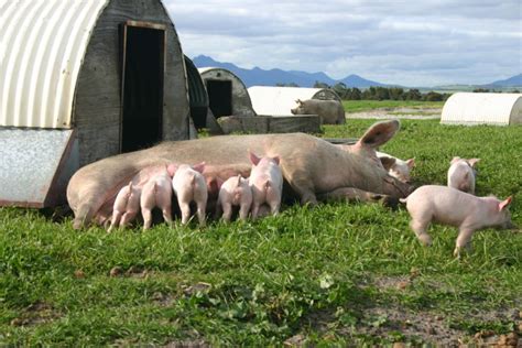 Free Range Pig Farms Westpork Quality West Australian Pork