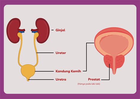 Perbedaan Ureter Pria Dan Wanita Imagesee