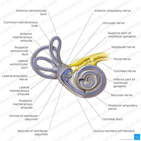 Vestibular System Anatomy Pathway And Function Kenhub