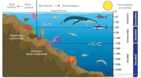 Ecosistemas Terrestres Para Colorear Ecosistema Terrestre Y Acuatico