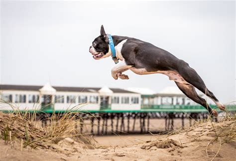 Dog Jumping Beach Horse Photographer And Pet Photographer Based In