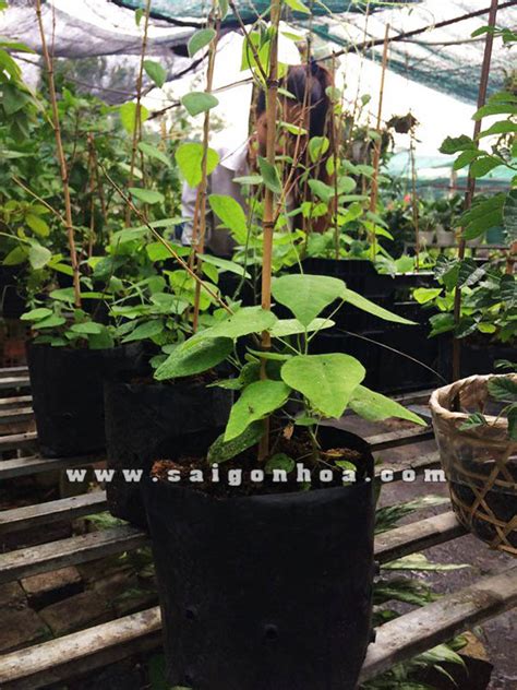 Bên cạnh đó, dược liệu này còn giúp ngăn ngừa bệnh trĩ và táo bón. Cây Sương Sâm • Sài Gòn Hoa