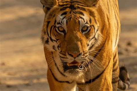 Man Eater Tiger That Killed Nine Shot Dead In India Abs Cbn News