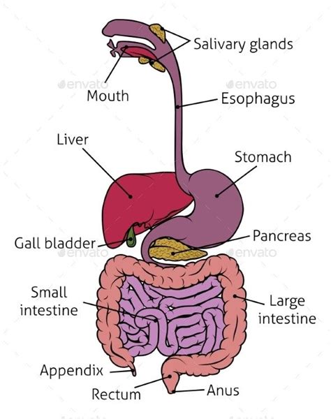 How does food move through the. Human Gastrointestinal System Gut Digestive Tract in 2020 ...