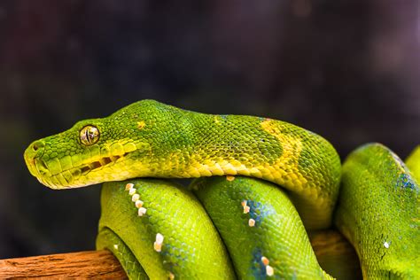 Reptile Vets In Perth And Melbourne Snakes Lizards Turtles Etc