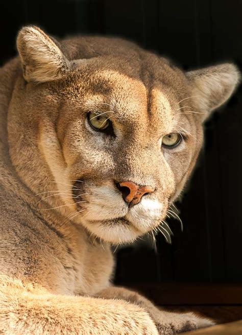 What Do Cougars Look Like Telegraph