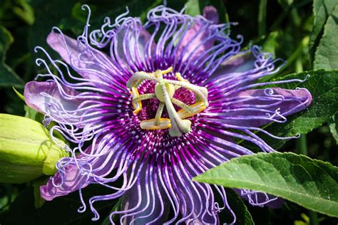Purple Passion Flower Smithsonian Photo Contest Smithsonian Magazine