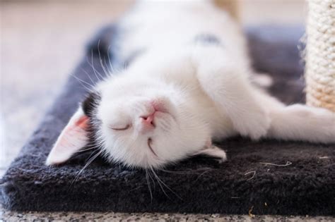 Kostenlose Bild Niedlich Haustier Katze Hauskatze Schlaf