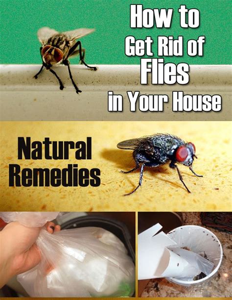 Home Remedy To Get Rid Of Flies