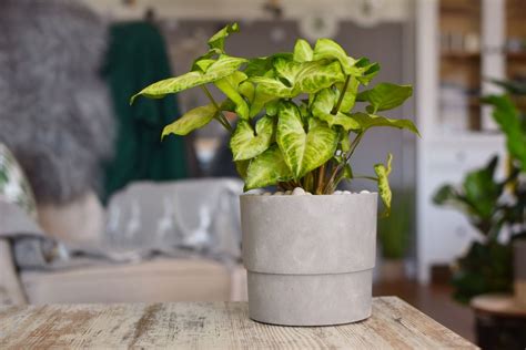 25 Common House Plants Classics And New Favorites Houseplant Central