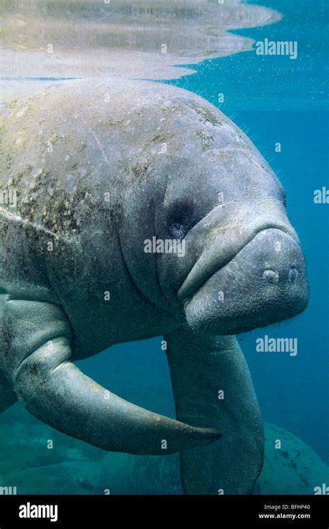Florida Manatee Trichechus Manatus Hi Res Stock Photography And Images