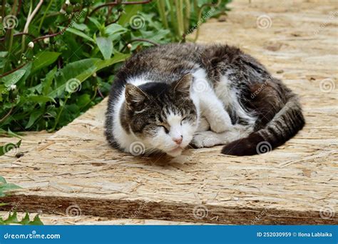 Cat Sleeping Outside Stock Image Image Of Jellicle 252030959