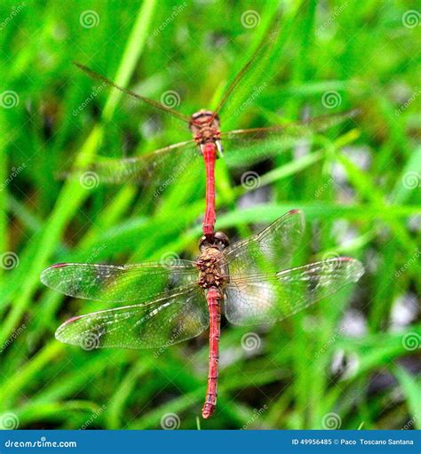 Mating Ritual In Full Flight Of Sympetrum Dragonflies Stock Image