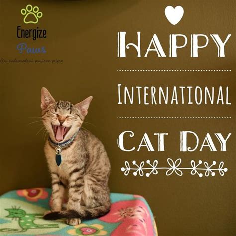 Happy International Cat Day In 2020 International Cat Day Cat