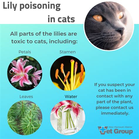 Lily Poisoning In Cats New Plymouth Vet Group